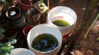 How to grow Green Water Algae [upl. by Osbourne]