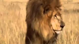 El León mata Hienas mejor documental del mundo [upl. by Naol530]