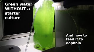 Green Water WITHOUT a Starter Culture  From Scratch  How To [upl. by Roderigo599]