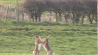 Boxing Hares [upl. by Acinyt]