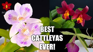 Best amp Most Rewarding Cattleya Orchid Plants I Recommend to Beginners [upl. by Gerc]