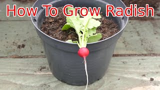 How To Grow Radish On a Windowsill With Time lapse [upl. by Naitsirc]