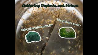 How To Culture Daphnia and Moinas using Green Water Spirulina powder [upl. by Ohare]