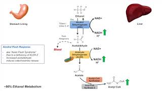 Ethanol Absorption and Metabolism  Alcohol Metabolism Pathway [upl. by Asoral]