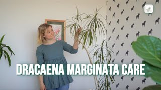 Dragon Tree Dracaena Marginata Care Guide [upl. by Mahala749]