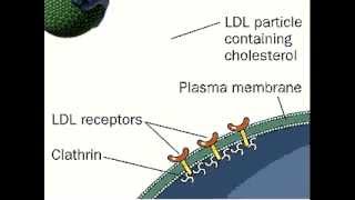 Lipid amp Lipoprotein Processing Part 3  Formation of LDL and HDL [upl. by Kacerek]