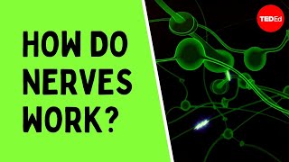 How do nerves work  Elliot Krane [upl. by Enelkcaj]