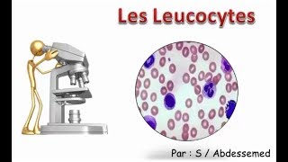 Les Leucocytes [upl. by Tamaru]