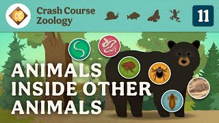 Parasites Crash Course Zoology 11 [upl. by Fiorenze]