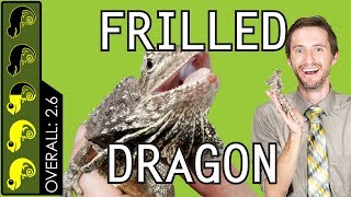 Frilled Dragon The Best Pet Lizard [upl. by Hctub87]