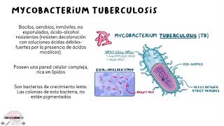 Mycobacterium tuberculosis [upl. by Eilhsa]