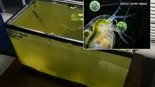 Raising Daphnia for the Freshwater Aquarium [upl. by Joy]