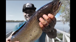 How to Fish with Shiners  Live Bait [upl. by Tiersten]