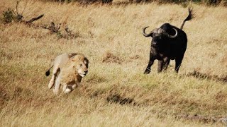 La Fortaleza del Búfalo  Leones vs Búfalos  Documental de Leones [upl. by Ludwig]