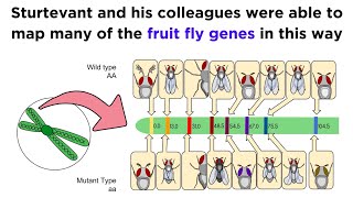 Gene Linkage and Genetic Maps [upl. by Seltzer]