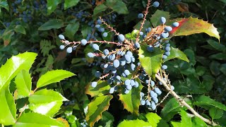 Oregon grape Mahonia aquifolium [upl. by Danialah]