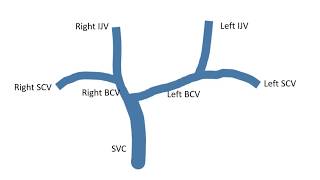 Venous Anatomy of the Upper Thorax and Central Venous Catheter [upl. by Franni59]