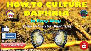 HOW TO CULTURE DAPHNIA In Easy Way [upl. by Magdalen]