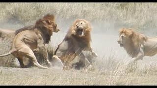 Fight of 4 lions vs 1 part I of V [upl. by Anitel]