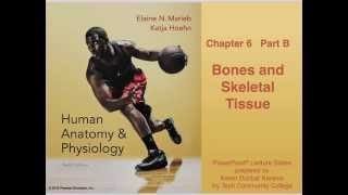 Anatomy and Physiology Chapter 6 Part B Bones and Skeletal Tissue Lecture [upl. by Mahalia972]