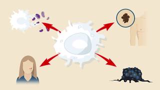 Macrophage Subtypes Polarization Activation and Plasticity [upl. by Euqirat899]