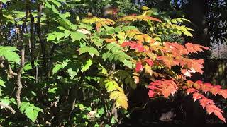 Leatherleaf Mahonia Pros and Cons [upl. by Teeniv199]