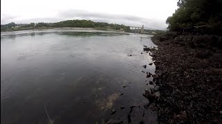 lure fishing menai straits [upl. by Atsylac]