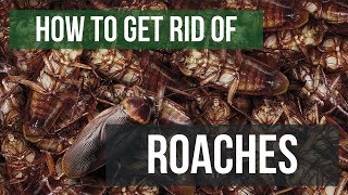 How To Get Rid of Cockroaches Guaranteed 4 Easy Steps [upl. by Issiah]