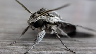 Agrius convolvuli  Hawk Moth  Windenschwärmer [upl. by Vada]