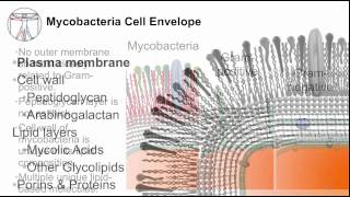 Tuberculosis Mycobacterial Cell Envelope [upl. by Abekam]