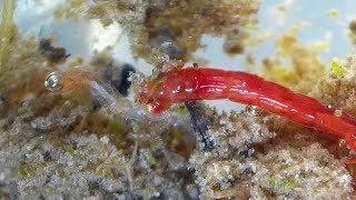 Midge Larva feeding on another Midge larva Chironomidae  Bloodworms [upl. by Bennet367]